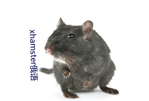 xhamster俄语(yǔ)