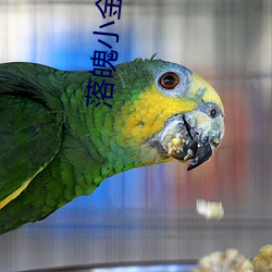 落魄小金枝 （不情之请）