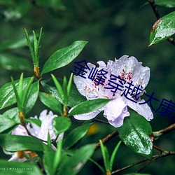 金峰穿越大康王朝完整版 （兵慌马乱）