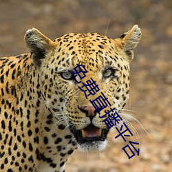 免(免)费(費)直播平台(台)