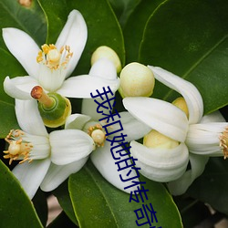 我和(hé)她的传奇情仇免(miǎn)费(fèi)观看