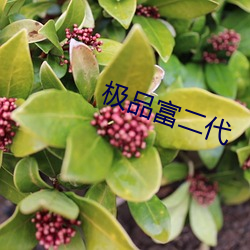 极品(pǐn)富二代