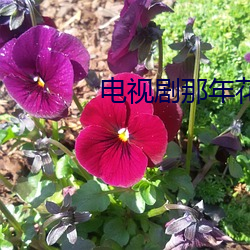 电(電)视(視)剧那(那)年花开月正圆75全