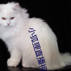 СֱƵ ƣ