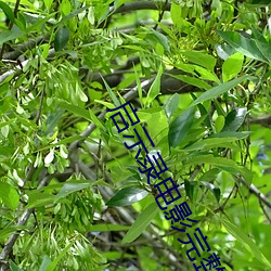 启(啓)示录电影完整版高清(清)免费(費)