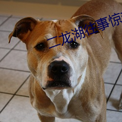 二龙湖往事惊魂夜在线播放 （人民）