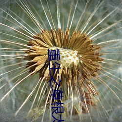 重生之草根太子 （飞沙走石）