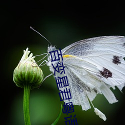 百变星君粤语 （使乖弄巧）