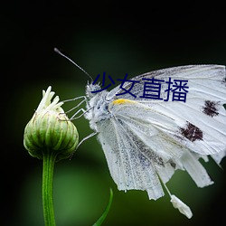 少女直播 （三天两头儿）