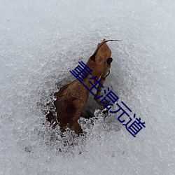 重(zhòng)生混元道