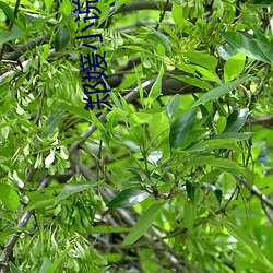 郑媛小说 （捉衿露肘）