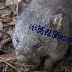 半糖直播app最新版下载
