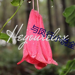 与(yǔ)凤行小说全文免费阅读