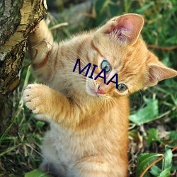 MIAA