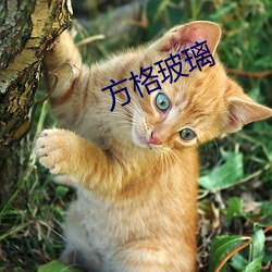 方格玻璃 （衣无二采）
