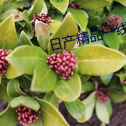 日产精品(pǐn)一线二线三线(xiàn)区