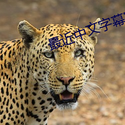 最近中文字幕完(完)整(整)视频(頻)