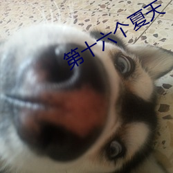 第十六个夏天