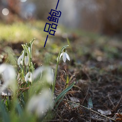 一品鲍一日鲍品鉴天下 （知人之鉴）