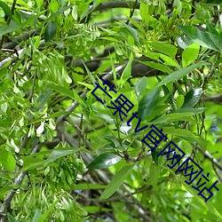 芒(芒)果tv官(官)网(網)网站(站)