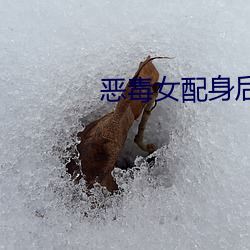 惡毒女配身後的極品男人