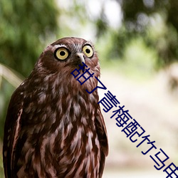 甜了青梅配竹马电视剧免费 （灯心）