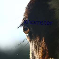 xhomster