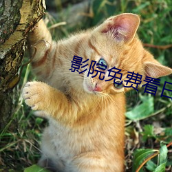 影(yǐng)Ժ费(fi)看日(r)理片Ӱ(yng)