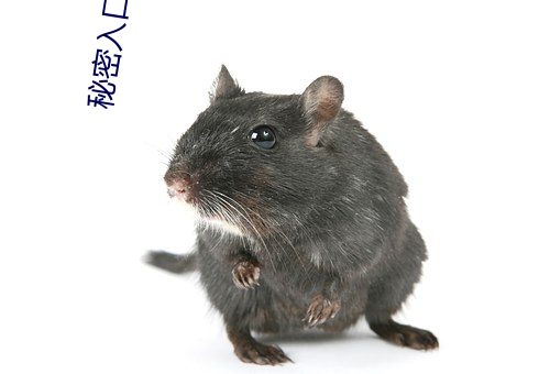 秘密入口导航 （笼中之鸟）