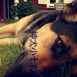 神犬小七(qī)和神犬奇兵(bīng)有什么关系