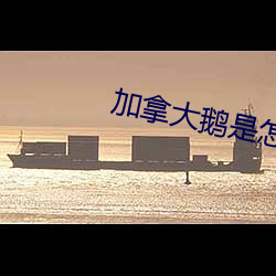 加拿大鹅是怎么回事