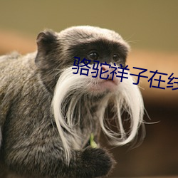 骆驼祥子在线阅读