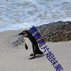 看著黃片姐妹厮磨著下體愛液直流
