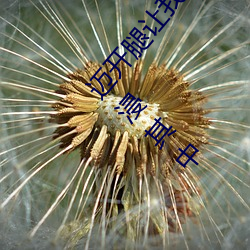 迈开腿让我看看你的草莓图片感受:一打开就让人沉浸其中