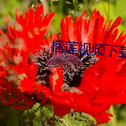 榴莲视频下载官网 （发电机）