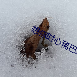 想你(nǐ)时心(xīn)稀巴(bā)烂(làn)