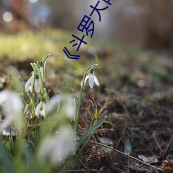 《鬥羅大陸》