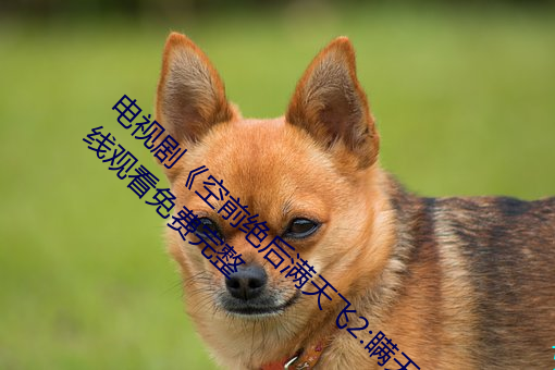 电视剧《空前绝后满(滿)天飞2:瞒(瞞)天(天)过(過)海(海)飞飞(飛)飞(飛)在线(線)观看免(免)费完整