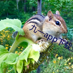 九一app下载安装 （从长计议）