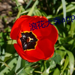 浪花大秀app
