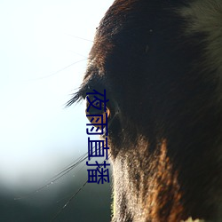 夜雨(yǔ)直播