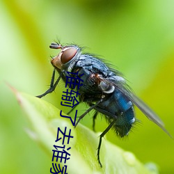 谁输了去谁家受罚抽阴清清 （官能）