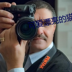 可(可)爱(愛)漂(漂)亮的猫咪(咪)图片(片)