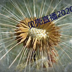 贝(貝)壳直播(播)2020最新版