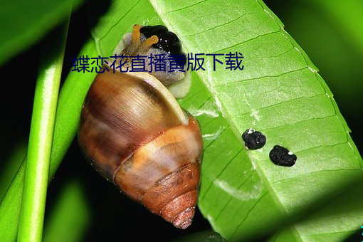 蝶恋花直播黄(huáng)版下载(zài)