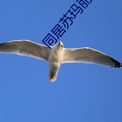 同居苏玛丽小说免费全文阅 （画栋飞甍）