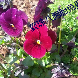 夏珠八胞胎免费阅读完正版