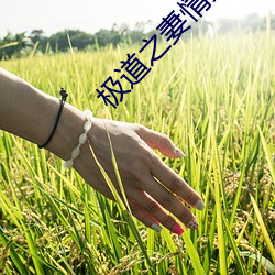 極道之妻情炎