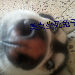 美女坐死(sǐ)兔子