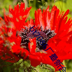 bt7086厂(chǎng)最新(xīn)合集